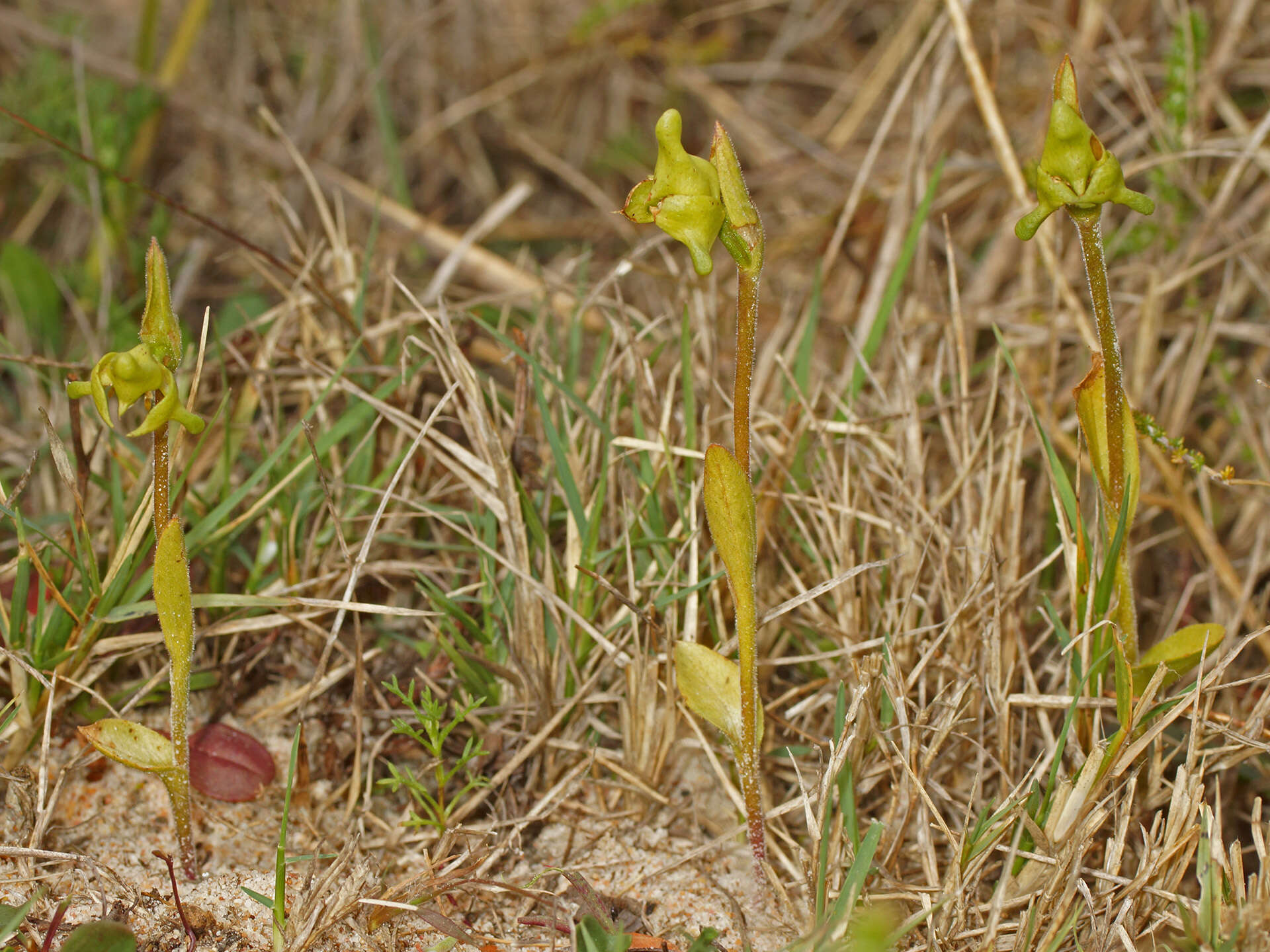 Disperis cucullata Sw.的圖片