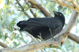 Image of Torresian Crow