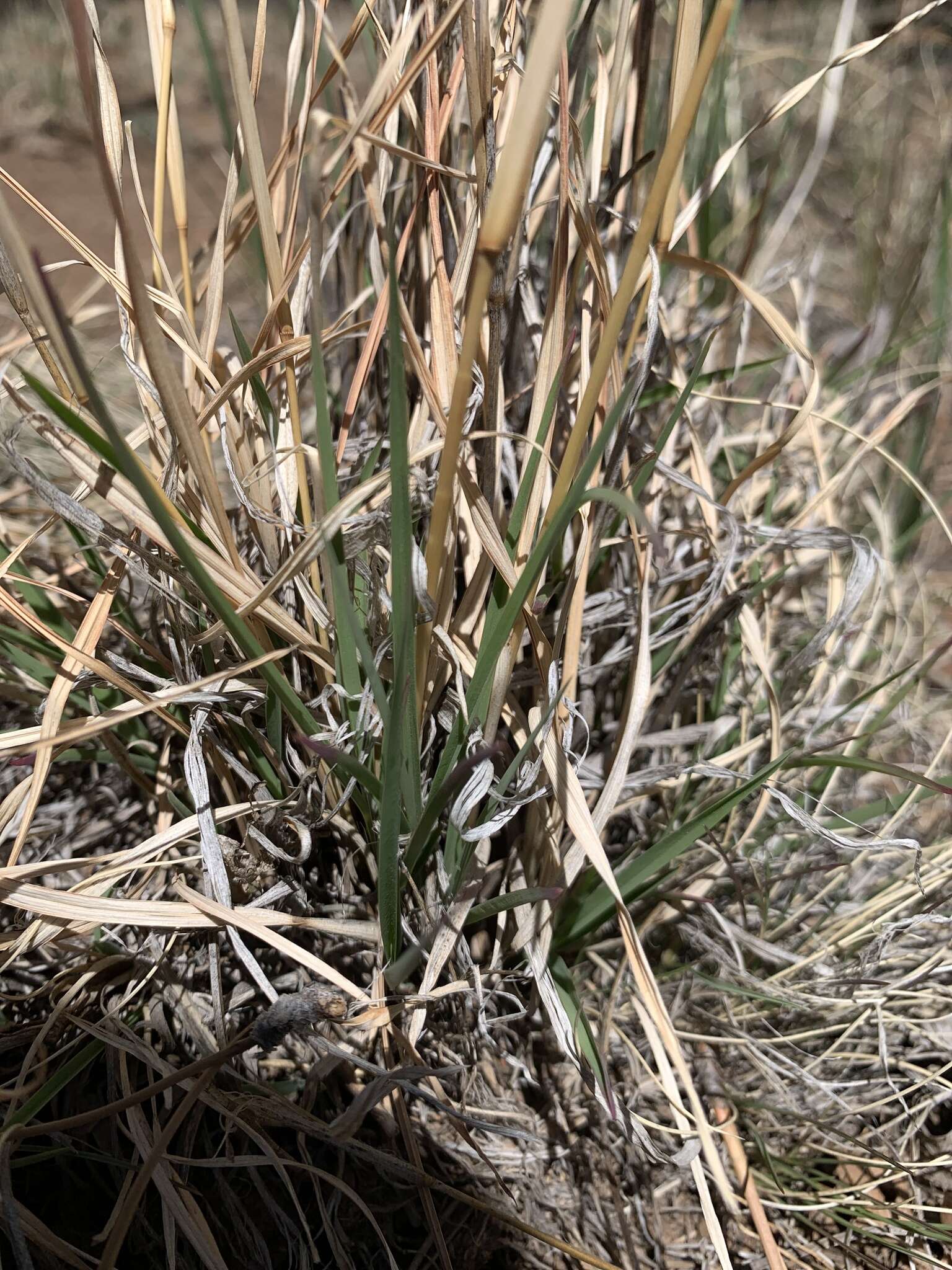 Schizachyrium scoparium subsp. scoparium resmi