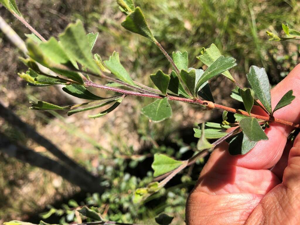 Image de Dodonaea triangularis Lindl.