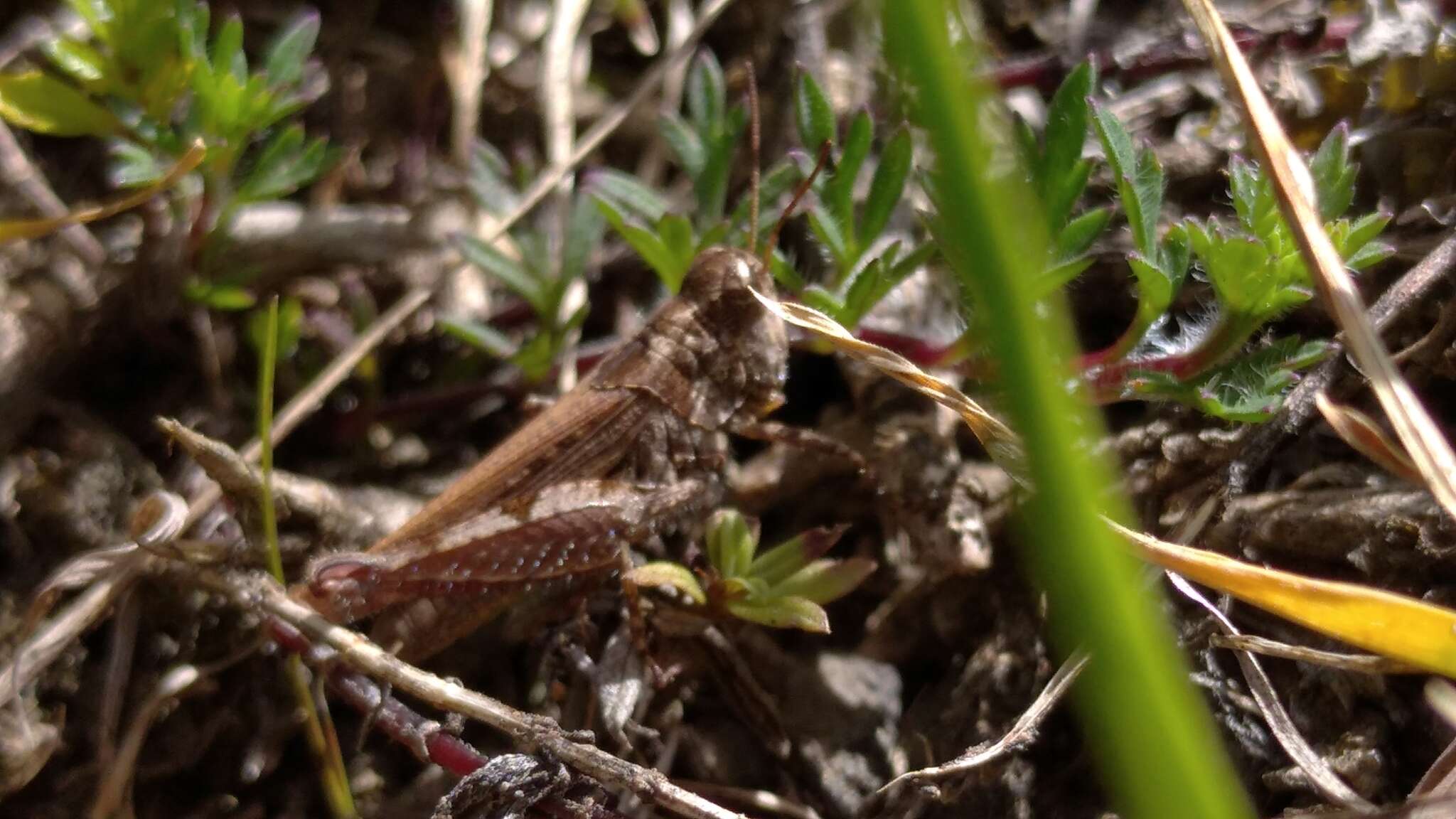 Baeacris punctulata (Thunberg 1824)的圖片