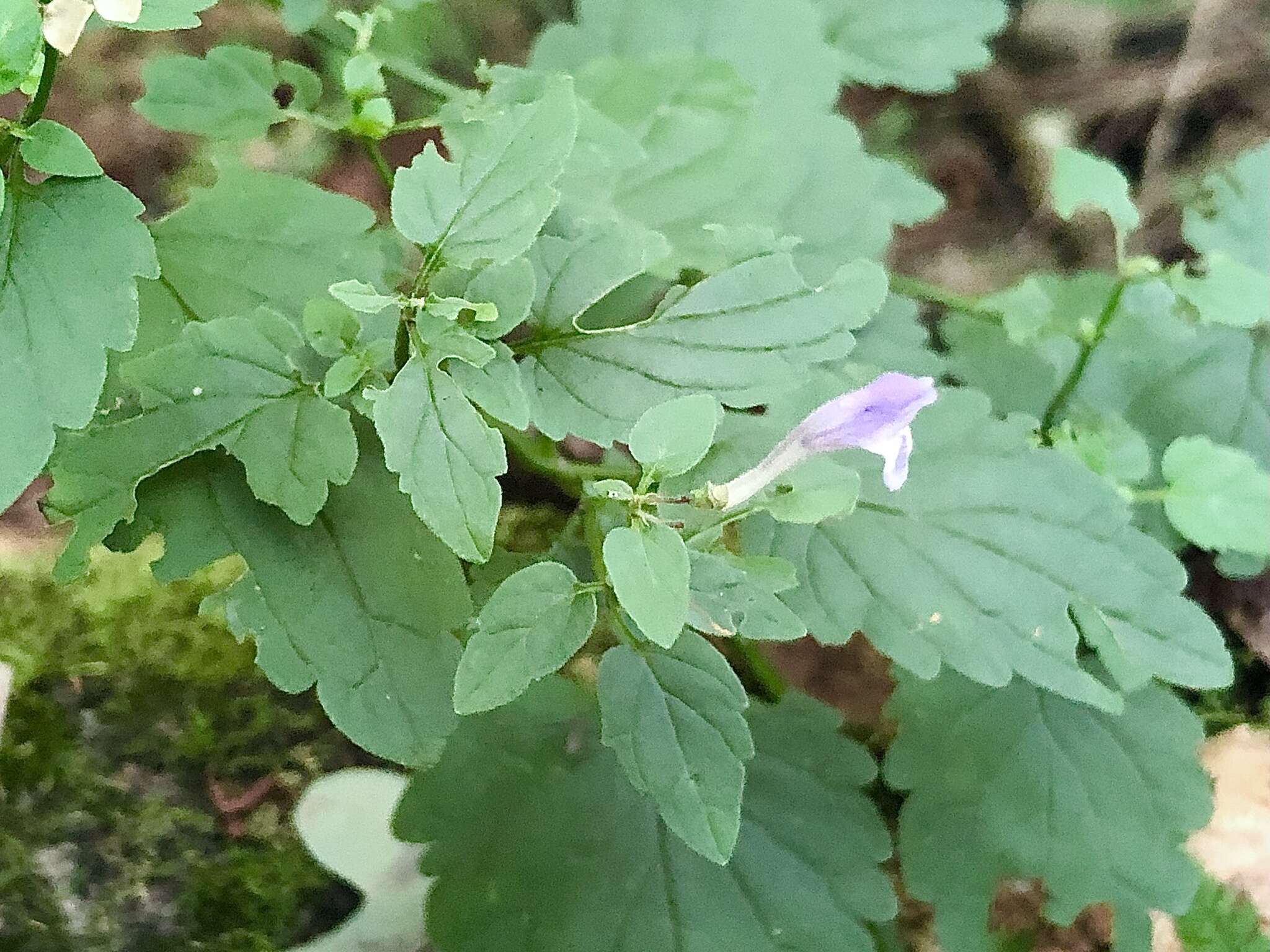 Image of smooth rock skullcap