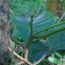 Image of Litsea elliptica Bl.