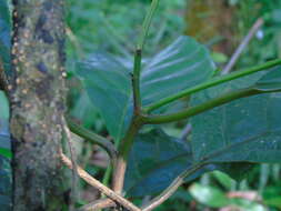 Image of Litsea elliptica Bl.