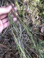 Imagem de Muhlenbergia torreyana (Schult.) Hitchc.