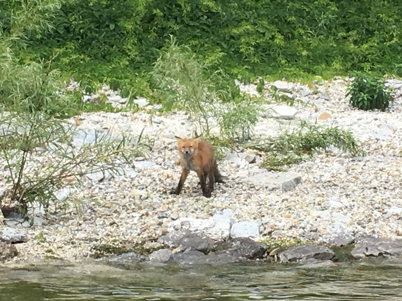 Image of American red fox