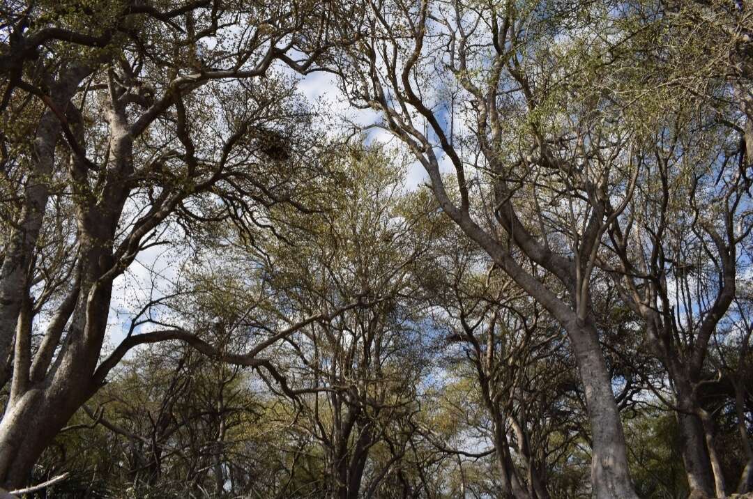 Image de Pisonia zapallo Griseb.