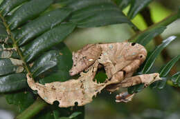 Image of Satanic leaf-tailed gecko