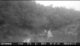 Image of Corsican red deer