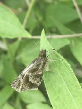 Image of Turk's-Cap White-Skipper