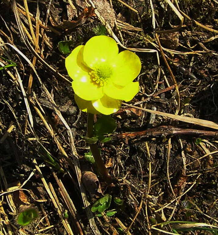 Image of snow buttercup