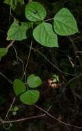 Image of Thicket Bean