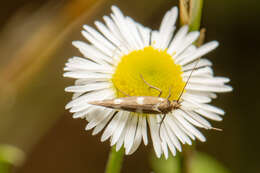 Image of Scythris scopolella Linnaeus 1767