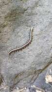 Image of Giant centipede