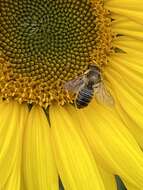 Image de Megachile versicolor Smith 1844