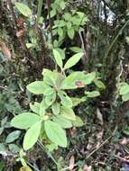 Image of Rhododendron oldhamii Maxim.