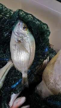 Image of Annular Seabream