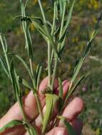 صورة Camelina rumelica Velen.