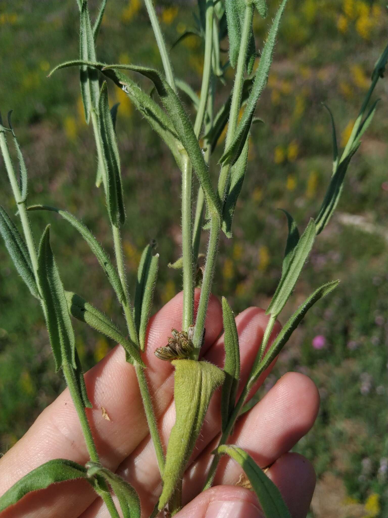 Image of graceful false flax