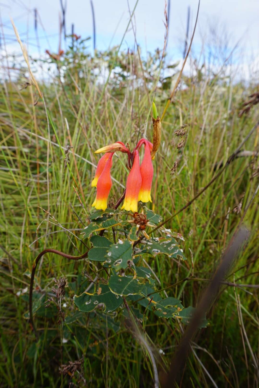 Слика од Blandfordia nobilis Sm.