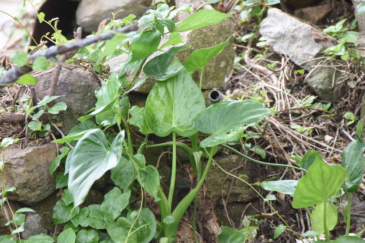 صورة Alocasia cucullata (Lour.) G. Don