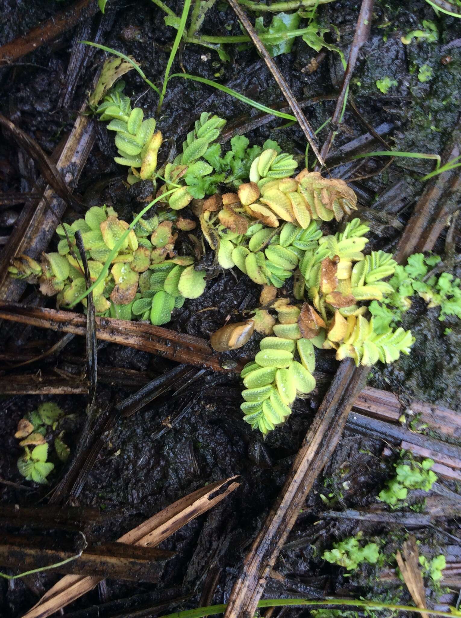 Image of floating watermoss