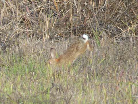 Image of Audubon's Cottontail