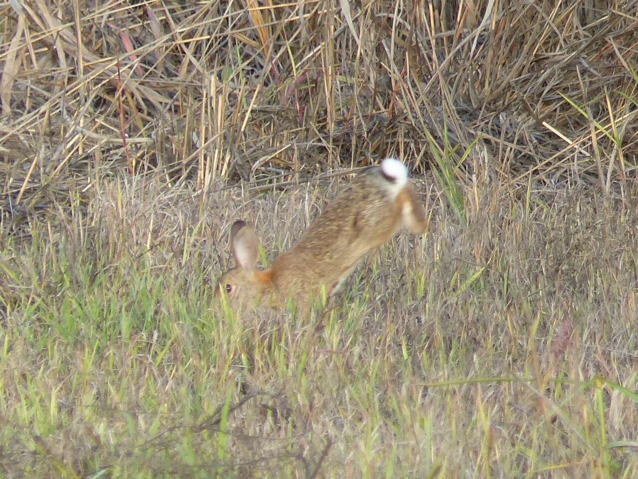 Image of Audubon's Cottontail