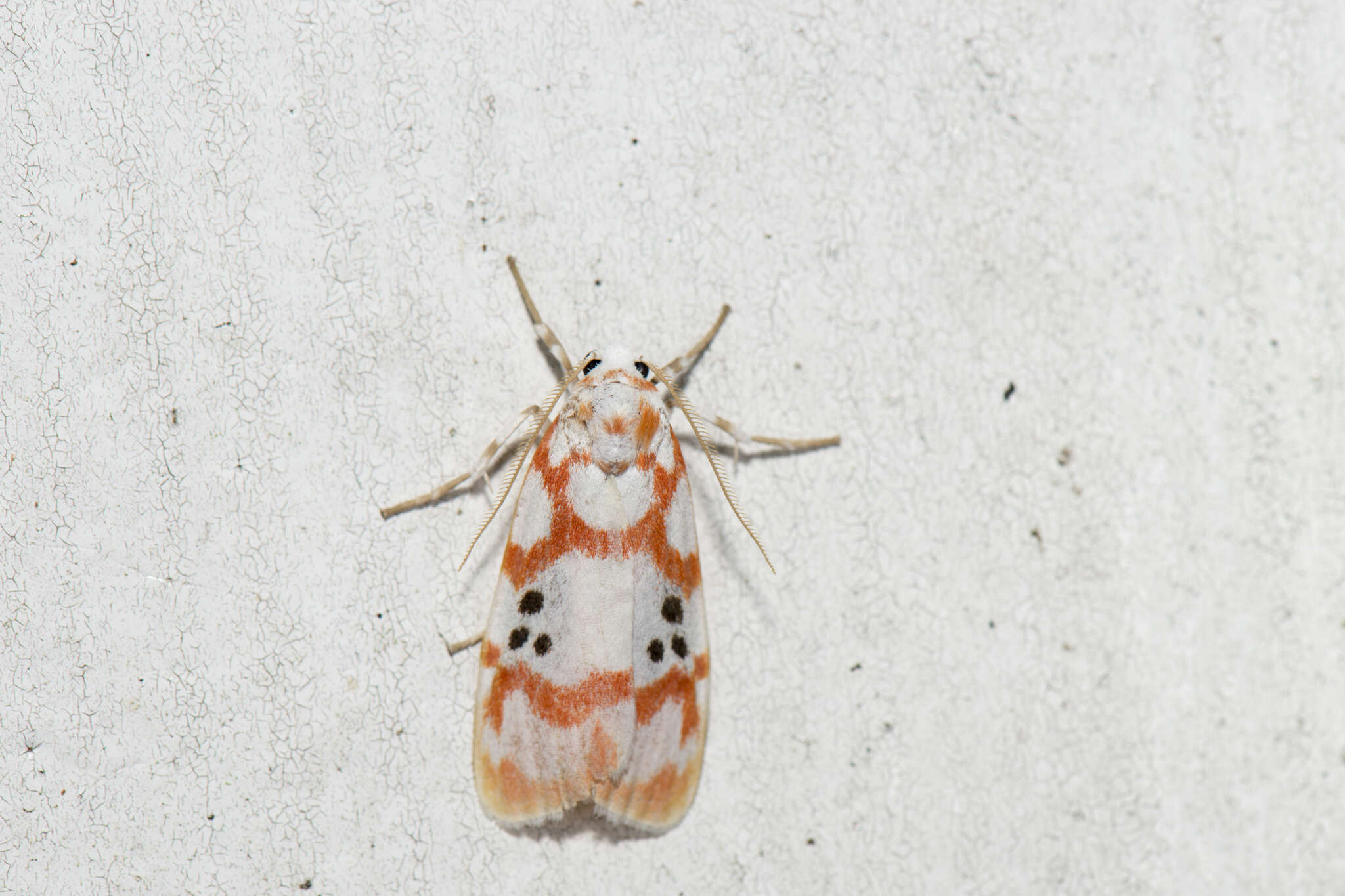 Image of Cyana formosana (Hampson 1909)