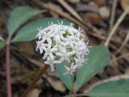 Image of dwarf ginseng