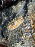 Image of bristly mail chiton