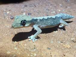 Image of Diplodactylus vittatus Gray 1832