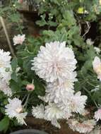 Sivun Chrysanthemum morifolium Ramat. kuva