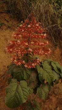 Слика од Clerodendrum paniculatum L.