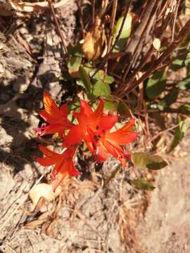 Image of Alstroemeria ligtu L.