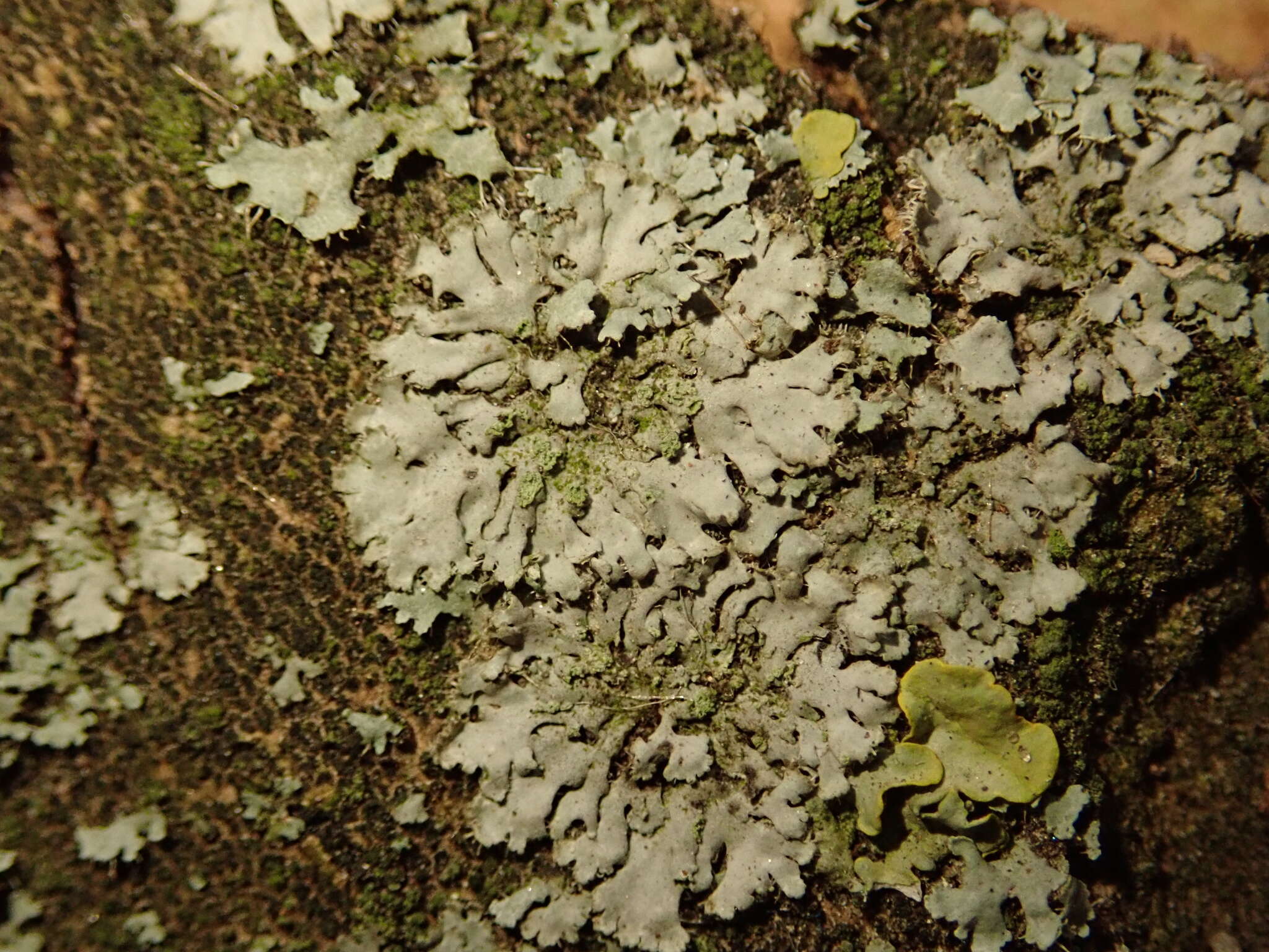 Image of wreath lichen