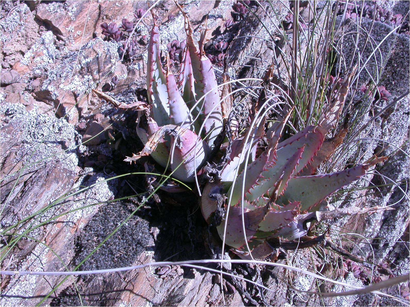 Plancia ëd Aloe glauca Mill.