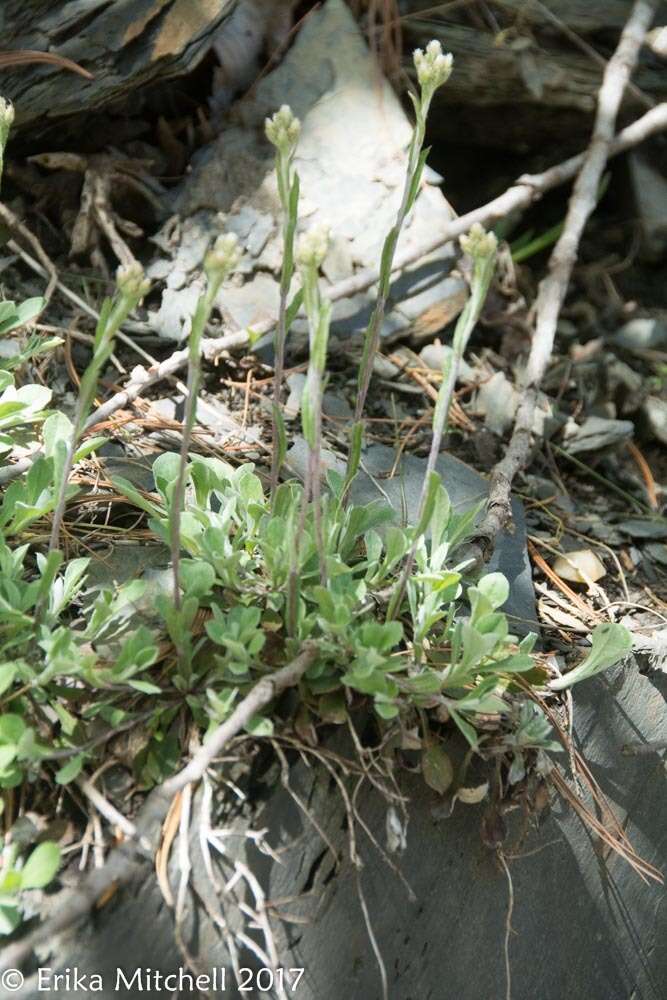 Imagem de Antennaria neglecta Greene