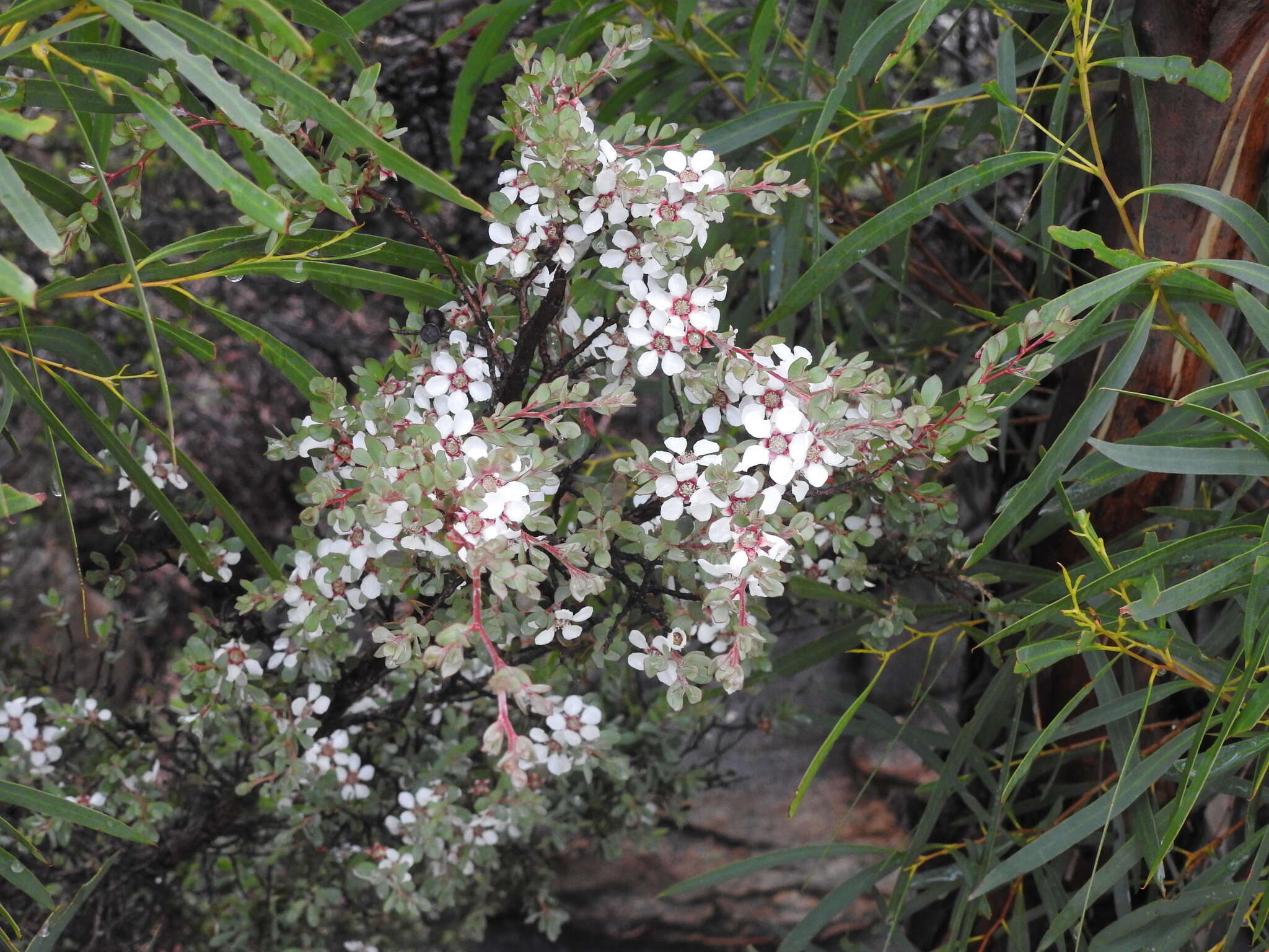 Sivun Leptospermum glaucescens S. Schauer kuva