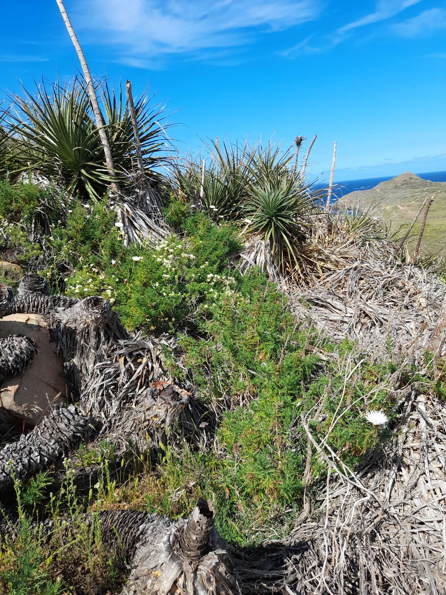 Image of Plectocephalus chilensis G. Don ex Loud.