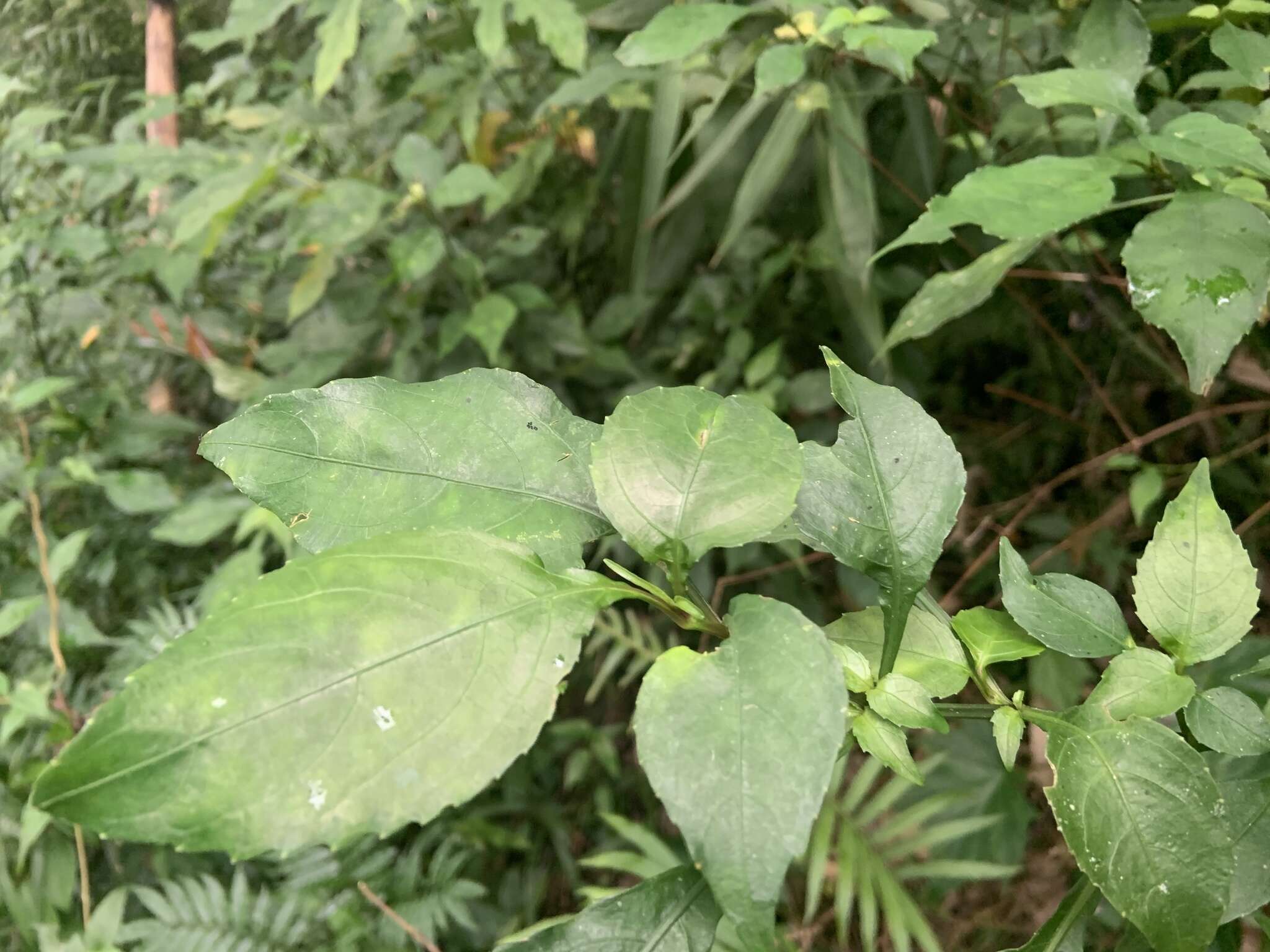 Image of Strobilanthes flexicaulis Hayata