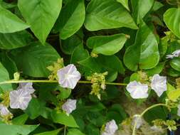 Sivun Jacquemontia paniculata (Burm. fil.) Hall. fil. kuva