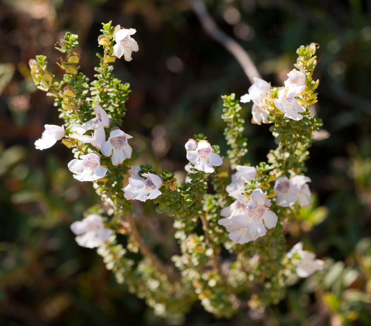 Imagem de Prostanthera cuneata Benth.