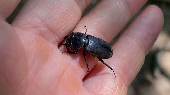 Image of smallstagbeetle