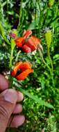 Image of Prickly Poppy