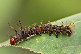 Image of Regal Moth