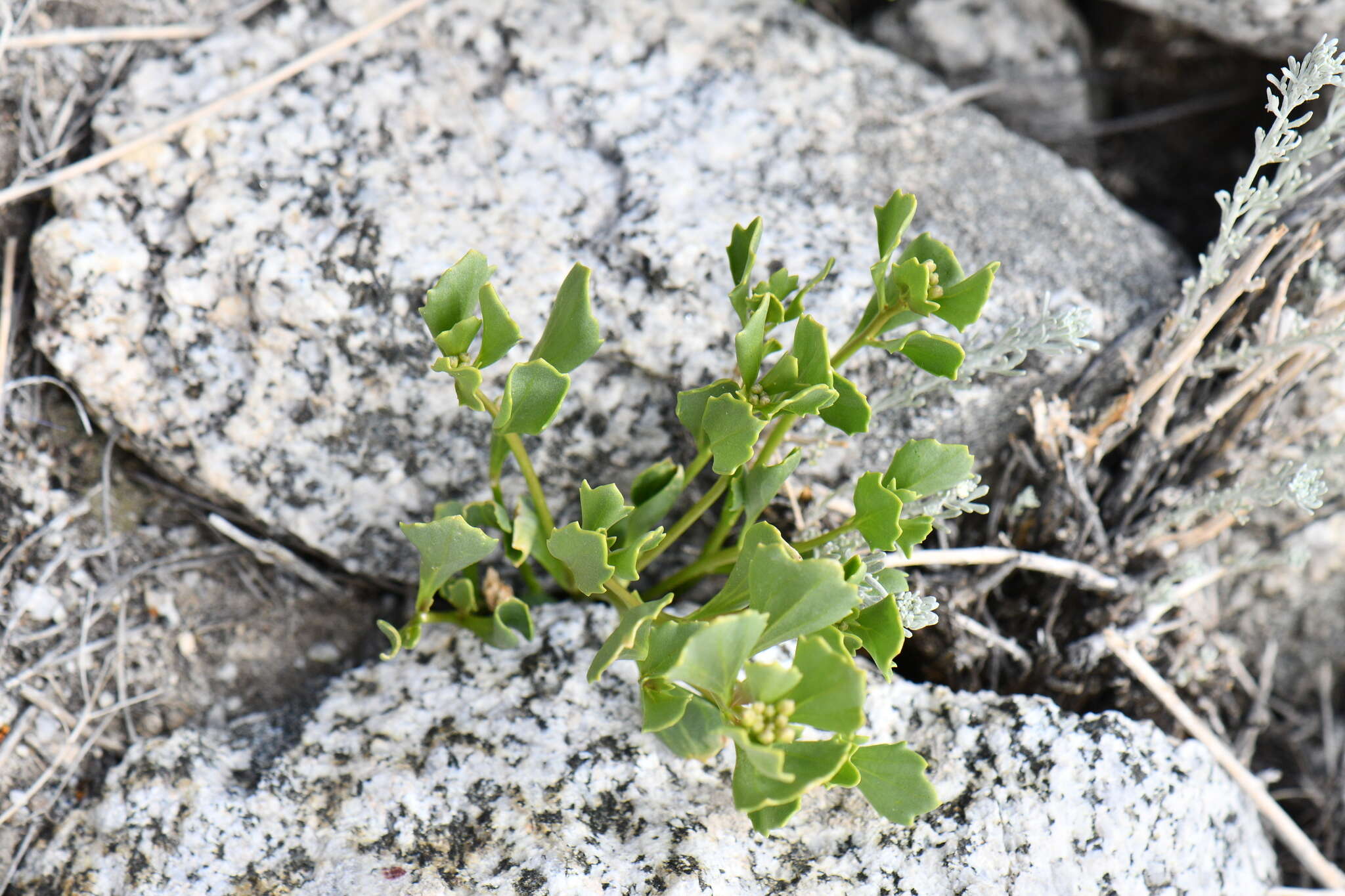 Слика од Christolea crassifolia Cambess.