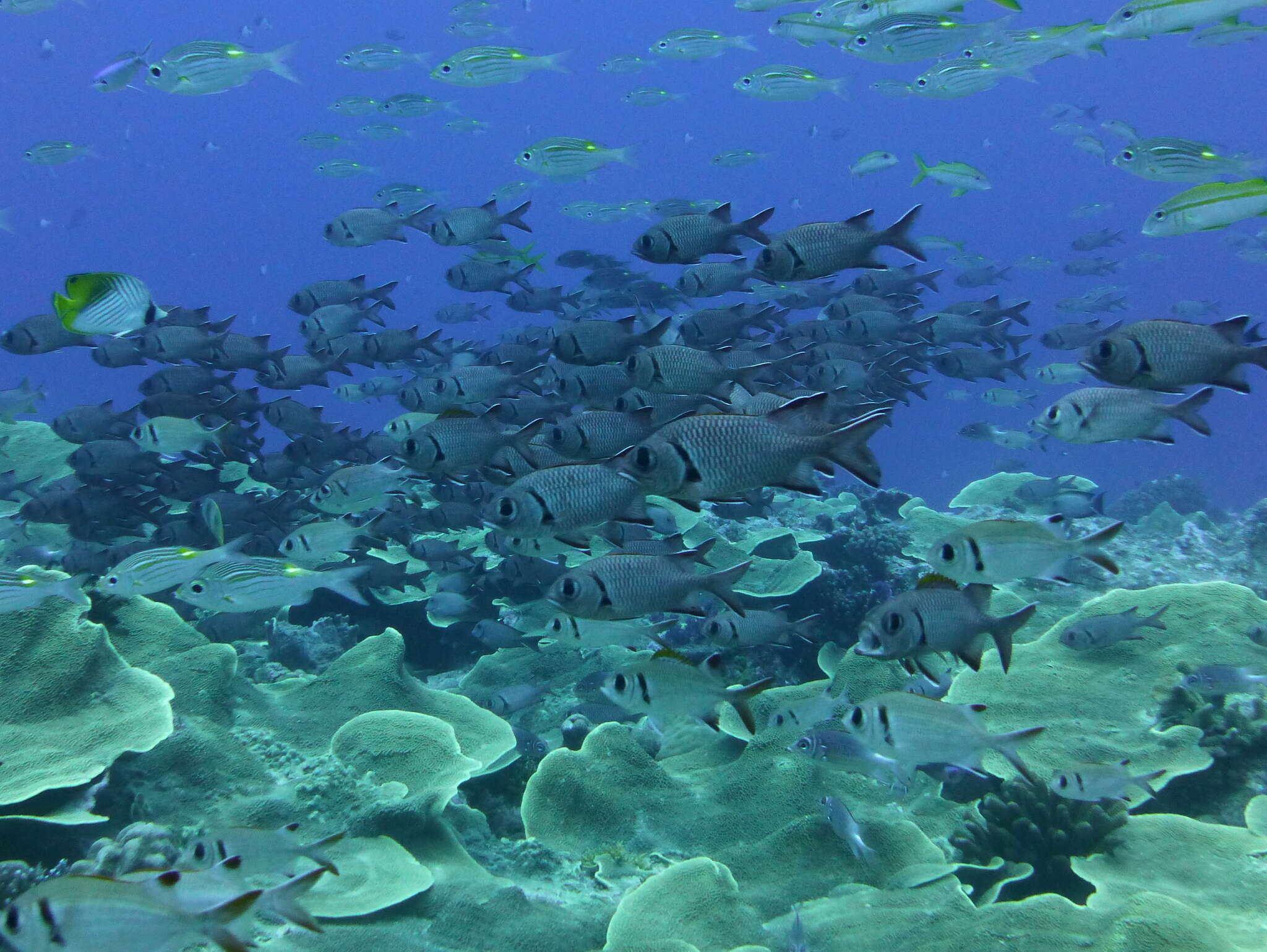 Image of Epaulette soldierfish