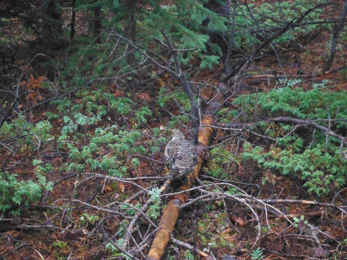 Image de Canachites canadensis franklinii (Douglas 1829)