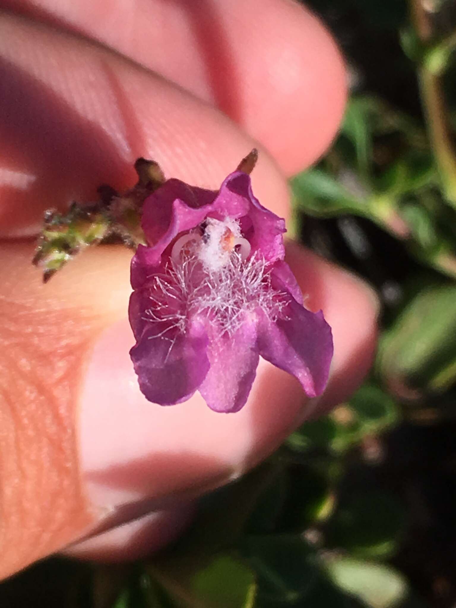 Слика од Penstemon newberryi subsp. berryi (Eastw.) D. D. Keck